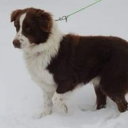 Australian Shepherds from The Elite Aussies