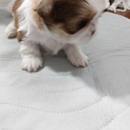 Roger - Red and white male Shih Tzu puppy in Buffalo, New York from Shih Tzu's by Jen