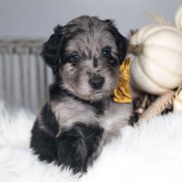 Bodhi - Blue merle male Bordoodle puppy in Conway, Missouri from 2J 2K Bordoodles