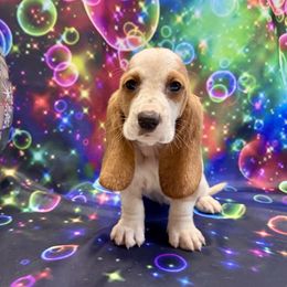 Solaris - Red and white female Basset Hound puppy in Winston Salem, North Carolina from LaythStone
