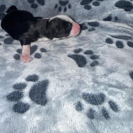 Mavis - Black tri female Miniature Australian Shepherd puppy in Lacombe, Louisiana from Indigo River Aussies