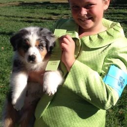 Australian Shepherd Puppies from Triple MMM Kennel