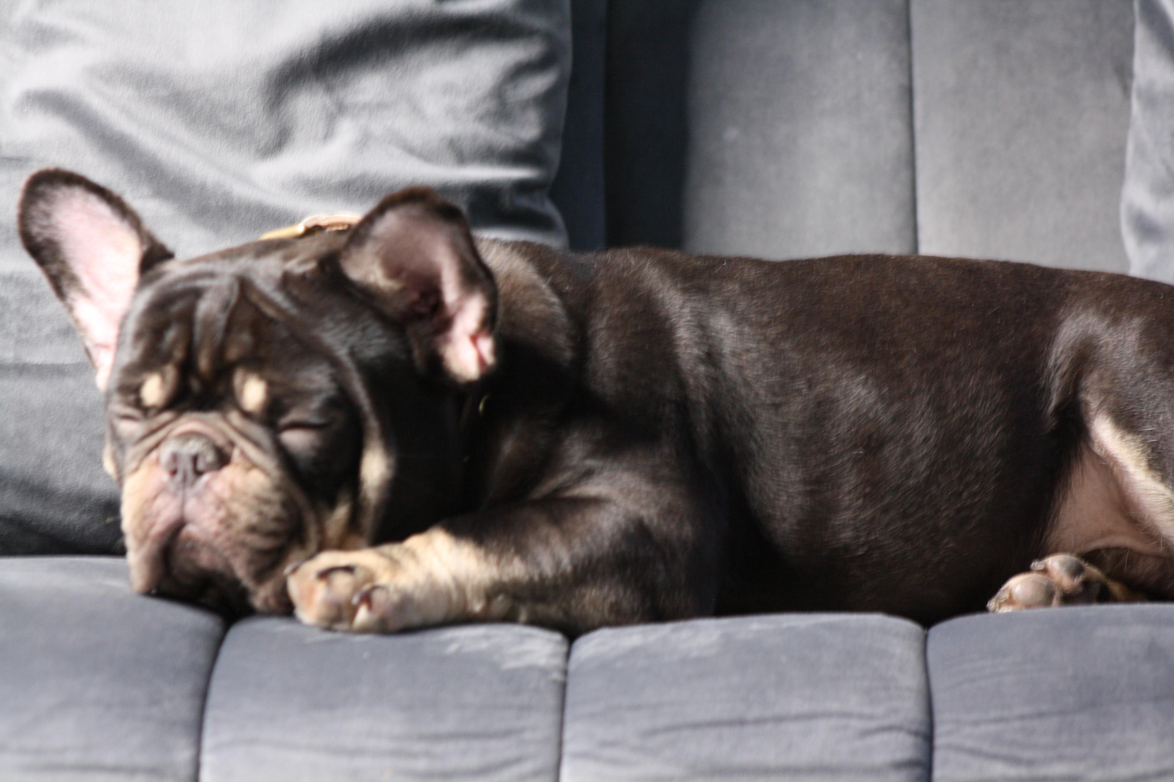 Gorilla Zoo Kennels in Texas French Bulldog puppies Good Dog