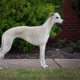 Whippet All Grown Up from Skyline Whippets
