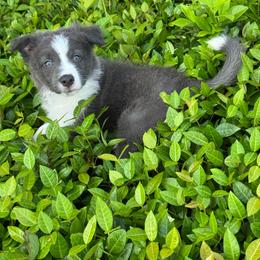 Spot On Bleu - White and seal male Border Collie puppy in Avondale, Louisiana from Spot On Border Collies