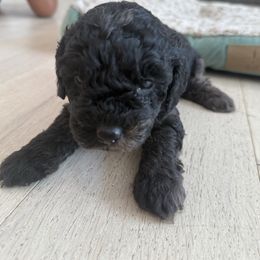 Jinx - female Bernedoodle puppy in Coventry, Rhode Island from Timber Trail Bernedoodles RI