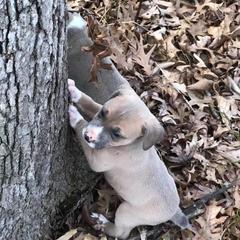 Mountain Cur Puppies from Walnut Ridge Mountain Curs