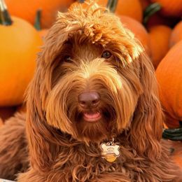 Charlie - Australian Labradoodle