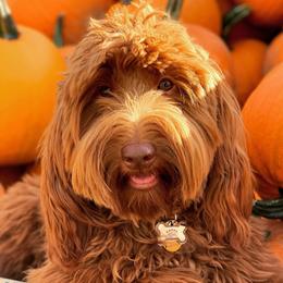 Charlie - Australian Labradoodle