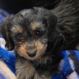 Poseidon 3,800 - Black and tan male Dachshund puppy in Tonopah, Arizona from Desert Diamond Dachshunds