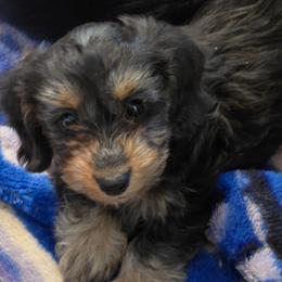 Poseidon 3,800 - Black and tan male Dachshund puppy in Tonopah, Arizona from Desert Diamond Dachshunds