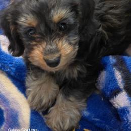 Poseidon 3,800 - Black and tan male Dachshund puppy in Tonopah, Arizona from Desert Diamond Dachshunds