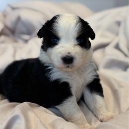 Nora - Black tri-color female Australian Shepherd puppy in Polk City, Florida from Skaky Shepherds