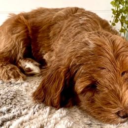 Goldendoodles and Poodles from French Creek Doodles