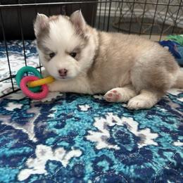 Sir Otter of Pomsky Acres - Wolf sable male Pomsky puppy in Fort Collins, Colorado from Pomsky Acres