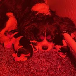 Cavalier King Charles Spaniels from Marcie's Spaniels