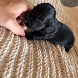 Leonard - Black male Dachshund puppy in Piedmont, Oklahoma from Jess’s Dachshunds
