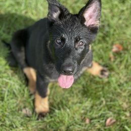 German Shepherd Puppies from Wurdevoll Kennels