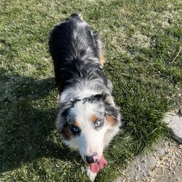 Asher - Australian Shepherd
