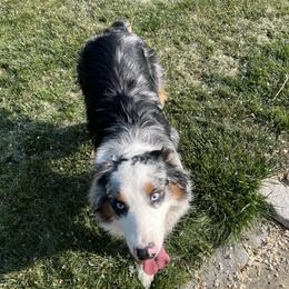 Asher - Australian Shepherd