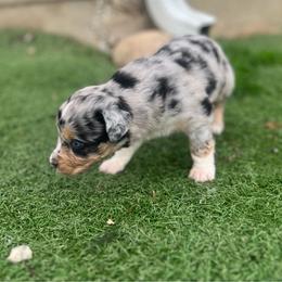 Joe - Blue merle male Miniature Australian Shepherd puppy in Bethany, Illinois from Rachel at Marrowbone Creek Aussies