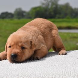 Purple Collar - Yellow female Labrador Retriever puppy in Gober, Texas from Trigger Time Kennels