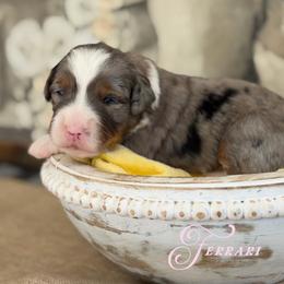 Ferrari - Blue merle female Bernedoodle puppy in Henry, Illinois from Rowe Farms Doodles