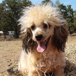 Poodles from Country Cuties