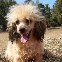 Poodles from Country Cuties