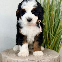 Misty - Tri-color female Bernedoodle puppy in Syracuse, Utah from Redrockbernedoodles