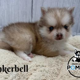 Tinkerbell - Red and white female Pomsky puppy in Eastman, Georgia from Once Upon A Pomsky