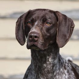 Moolah - German Shorthaired Pointer