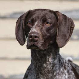 Moolah - German Shorthaired Pointer