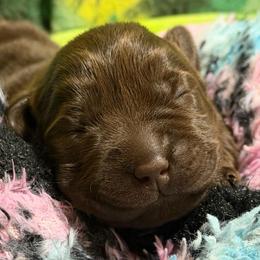 Pink Collar - Chocolate female Labrador Retriever puppy in Malabar, Florida from Mythic Labradors, LLC