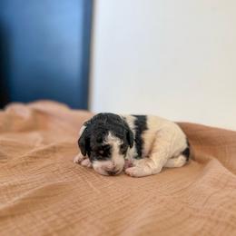 Finn - Black and white male Bernedoodle puppy in Inola, Oklahoma from Blue Stem Companions