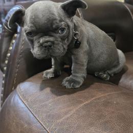 Bart Simpsons - Blue male French Bulldog puppy in Avondale, Arizona from Montes House of  Frenchies