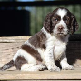 Simon - Liver and white male English Springer Spaniel puppy in Central, South Carolina from SarMel