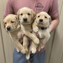 Labrador Retriever Puppies from Blueblood British Gundogs