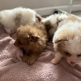 Pomeranian puppies from Velvet Crown Kennels 👑