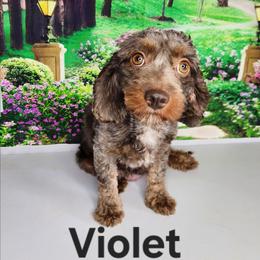 Violet - Cavapoo