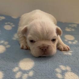 Everest - Cream male French Bulldog puppy in Spokane, Washington from Lilac City Frenchies
