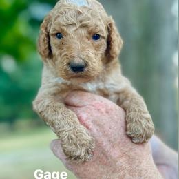Gage - Apricot male Poodle puppy in Athens, Georgia from Alexander’s Standard Poodles