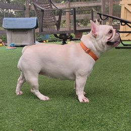 Holley - French Bulldog