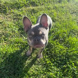 Diesel - French Bulldog