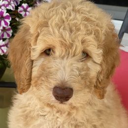 Goldendoodles and Poodles from Amy’s Poodles and Goldendoodles