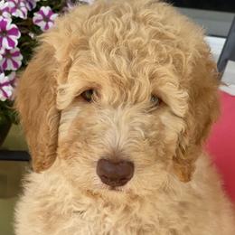 Goldendoodles and Poodles from Amy’s Poodles and Goldendoodles