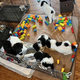 Poodle Puppies from Poodle Plus