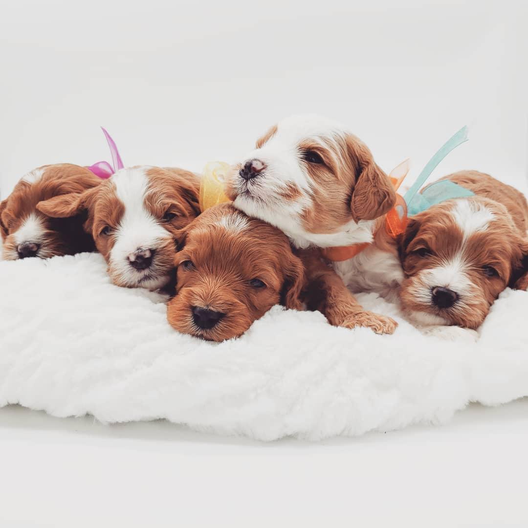 Maple Mountain Cavapoos and Doodles in Utah | Cavapoo puppies | Good Dog