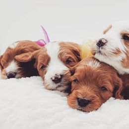 Cavapoos from Maple Mountain Cavapoos and Doodles