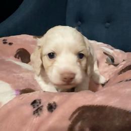 Little ee cream pie- more cream - Cream female Dachshund puppy in Mt. Vernon, Texas from The Spotted Doxie